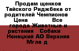 Продам щенков Тайского Риджбека от родителей Чемпионов › Цена ­ 30 000 - Все города Животные и растения » Собаки   . Ненецкий АО,Верхняя Мгла д.